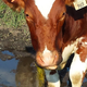 Illustration for article titled Cows: Eating shit they shouldnt since 8,000 BC
